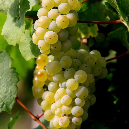 Ferienweingut & Gutsrestaurant Becker * Burgen