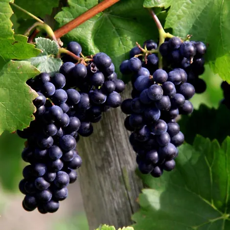 아파트 Ferienweingut & Gutsrestaurant Becker *