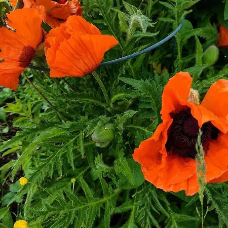 Ferienweingut & Gutsrestaurant Becker 아파트 Burgen (Bernkastel-Wittlich)