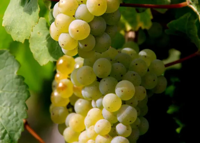 Ferienweingut & Gutsrestaurant Becker * Burgen (Bernkastel-Wittlich)