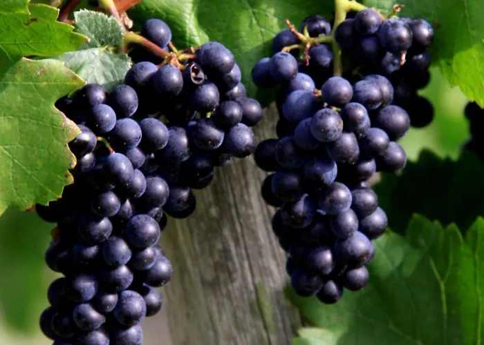 דירה Ferienweingut & Gutsrestaurant Becker *